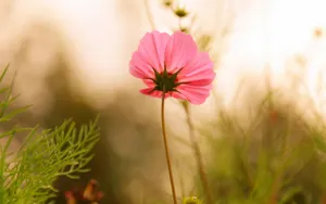 格桑花花语图片壁纸_14