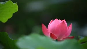 妩媚荷花图片壁纸