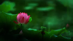 妩媚荷花图片壁纸_2