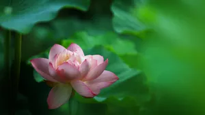 妩媚荷花图片壁纸_3