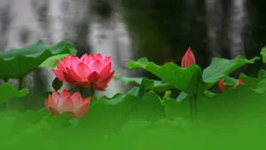 妩媚荷花图片壁纸_4