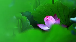 妩媚荷花图片壁纸_5