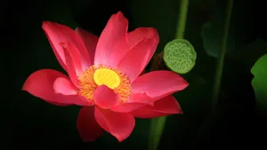 妩媚荷花图片壁纸_6