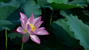 妩媚荷花图片壁纸_8