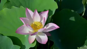 妩媚荷花图片壁纸_9