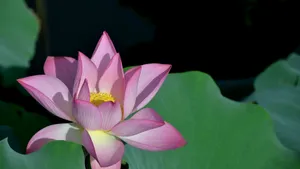 妩媚荷花图片壁纸_10