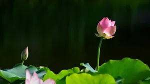 妩媚荷花图片壁纸_11