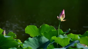 妩媚荷花图片壁纸_12