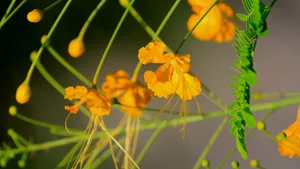 金凤花图片花语