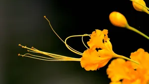金凤花图片花语_2