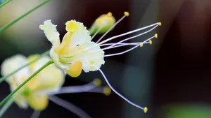 金凤花图片花语_5