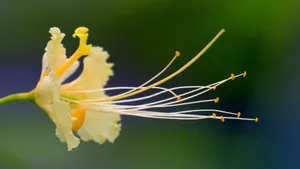 金凤花图片花语_6