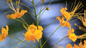 金凤花图片花语_8