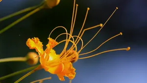 金凤花图片花语_9
