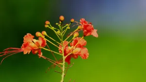金凤花图片花语_10