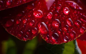 唯美花朵上的露珠壁纸_4