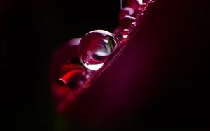 唯美花朵上的露珠壁纸_5