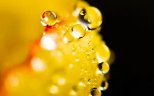 唯美花朵上的露珠壁纸_9