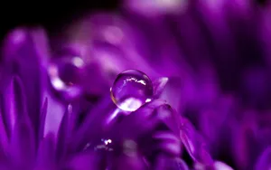 唯美花朵上的露珠壁纸_20