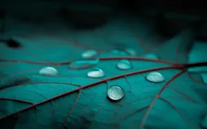 植物绿叶桌面壁纸