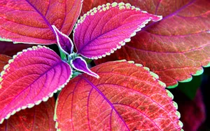 植物绿叶桌面壁纸_3