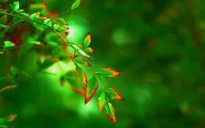 植物绿叶桌面壁纸_4