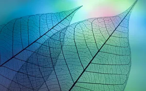 植物绿叶桌面壁纸_5
