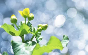 植物绿叶桌面壁纸_7