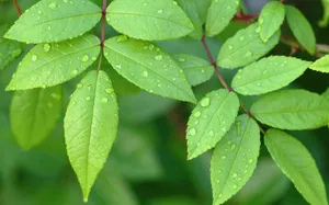植物绿叶桌面壁纸_12