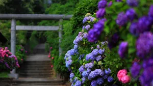 紫阳花花语图片_2