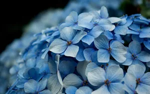 紫阳花花语图片_3