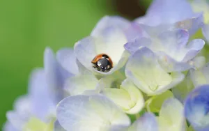 紫阳花花语图片_4