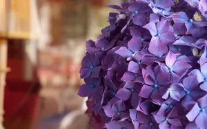 紫阳花花语图片_5
