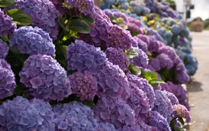 紫阳花花语图片_7