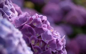 紫阳花花语图片_8