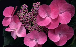 紫阳花花语图片_9