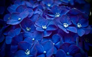 紫阳花花语图片_10