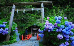 紫阳花花语图片_11