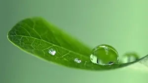 植物上晶莹的露珠图片