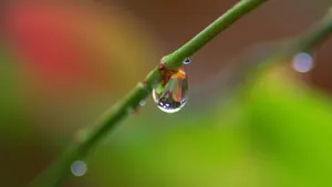 植物上晶莹的露珠图片_2