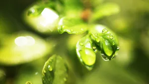 植物上晶莹的露珠图片_6