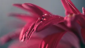 植物上晶莹的露珠图片_10