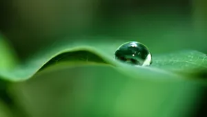 植物上晶莹的露珠图片_11