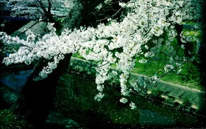 唯美浪漫落花图片_3