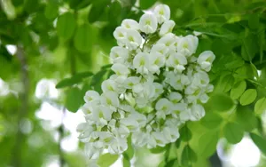 好看的槐花图片