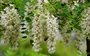 好看的槐花图片_2