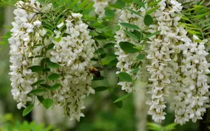 好看的槐花图片_3