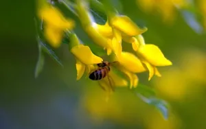 好看的槐花图片_6