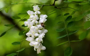 好看的槐花图片_7