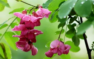 好看的槐花图片_11